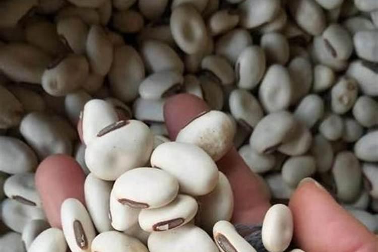 什么时候种植白扁豆比较合适？