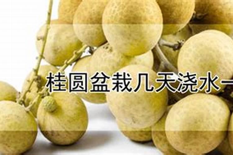 莲雾糖分高吗？