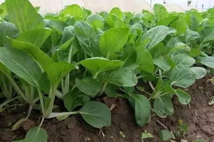 买回来用来种菜的化肥,请问种花可以用吗