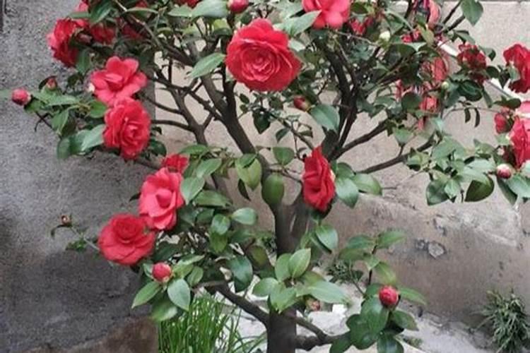 茶花需要什么肥料