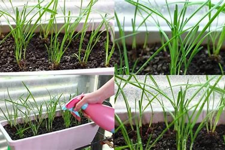 秋后韭菜的种植管理 韭菜怎么施肥好