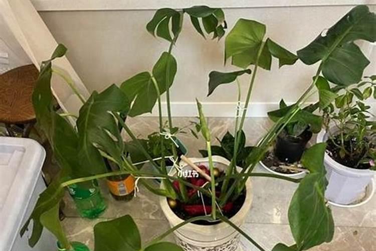 低钾血症如何处理