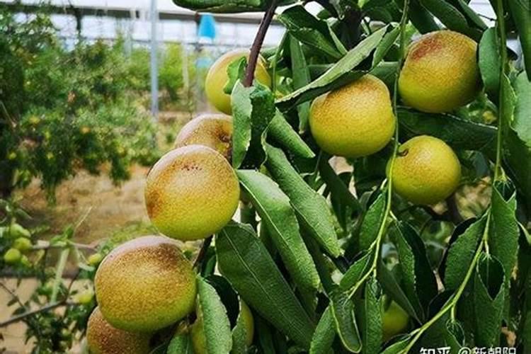 冬枣树环剥后,树叶发黄应喷啥叶面肥？