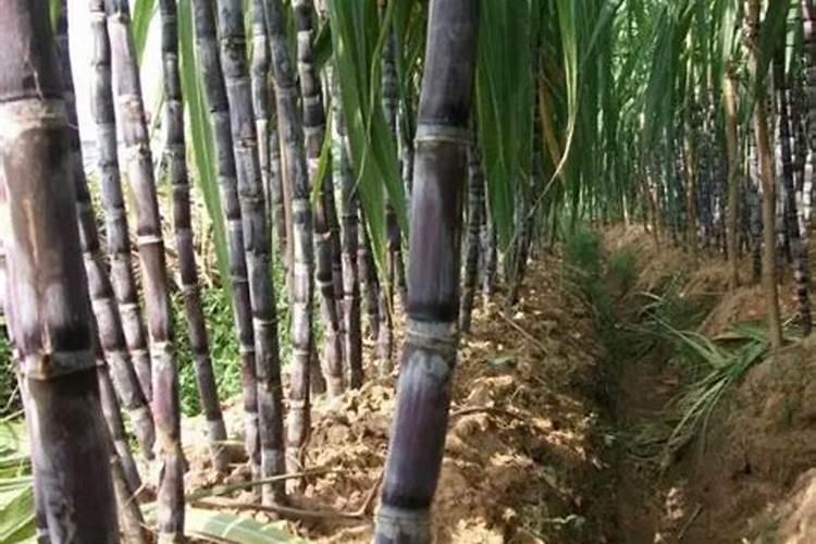 芋头对水肥的要求都有哪些？该如何防治病虫害？