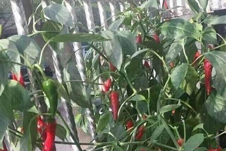 辣椒开花结果期用什么肥料
