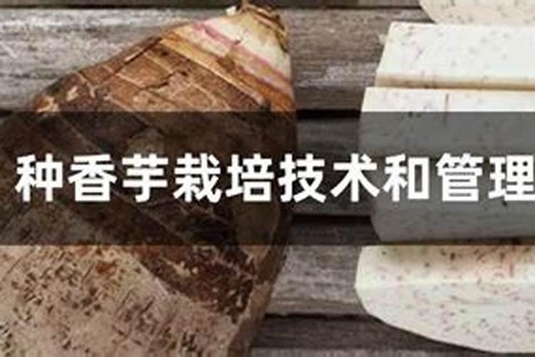 槟榔芋的种植与管理技术