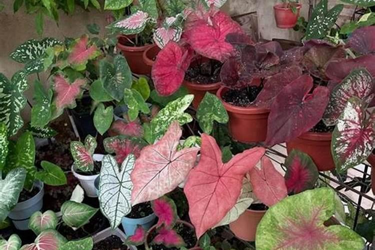 怎样种植彩叶芋