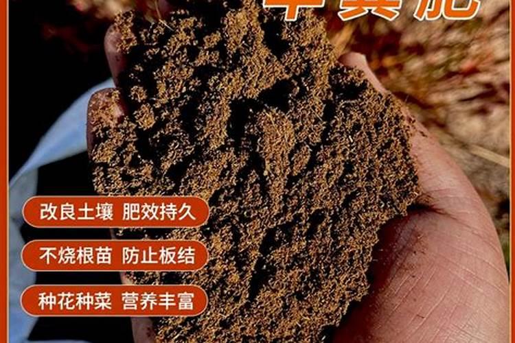 大田鸡毛菜如何种好 鸡毛菜种植时间和种植方法