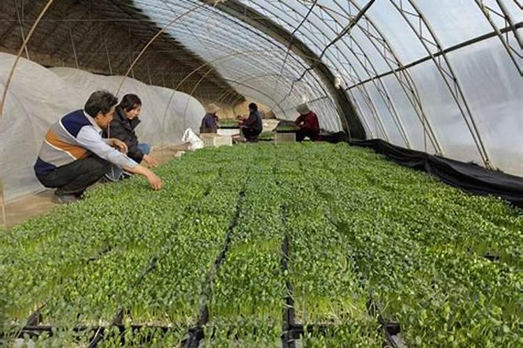 鱼蛋白肥料直接用到大田作物上好吗