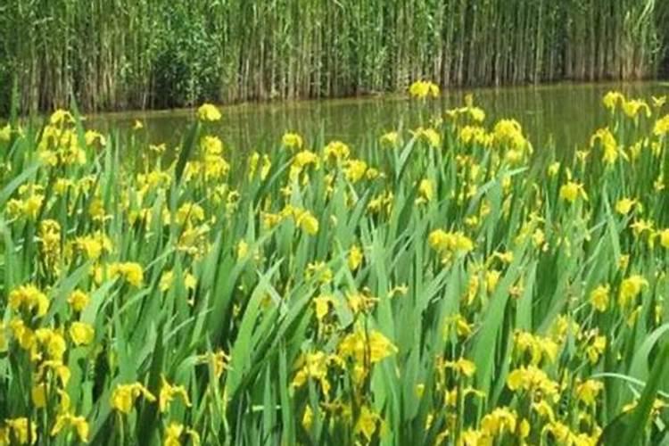 菖蒲叶子黄了怎么处理