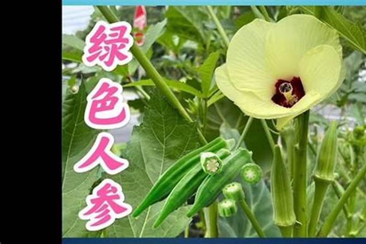 秋葵在什么时候施肥 秋葵移植后施什么肥好