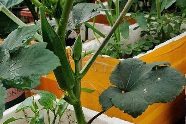 秋葵在什么时候施肥 秋葵移植后施什么肥好