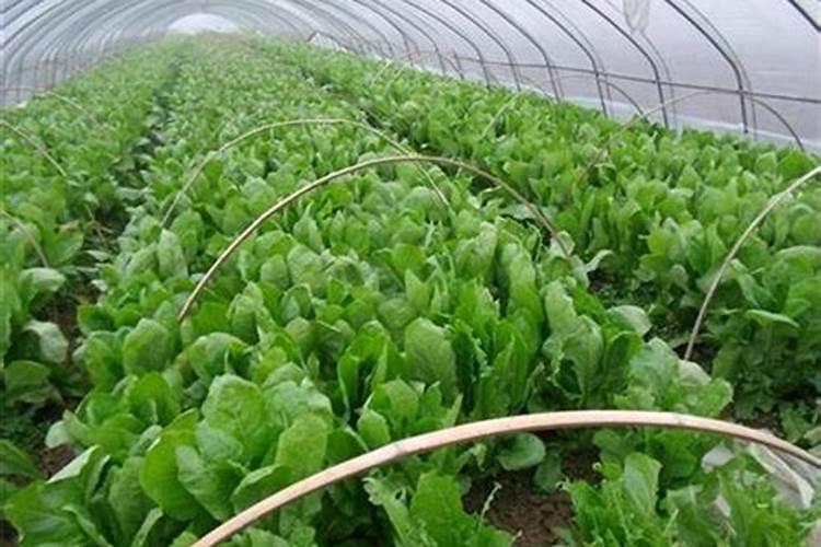芸苔素, 赤霉素,磷酸二氢钾,能一起用吗