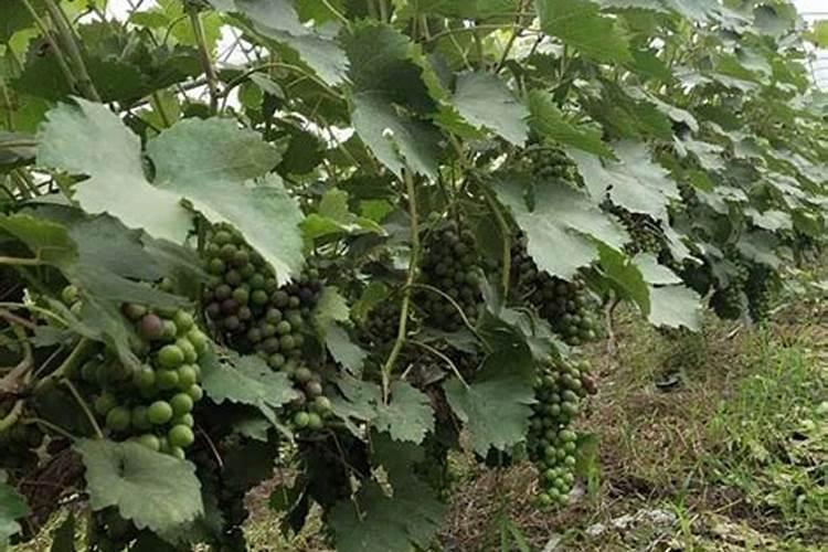 葡萄施肥时间和方法