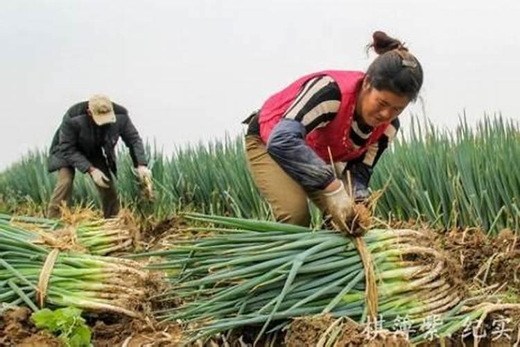 西瓜种植用什么肥料