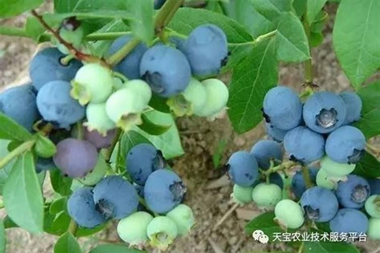 蓝莓能施复合肥吗
