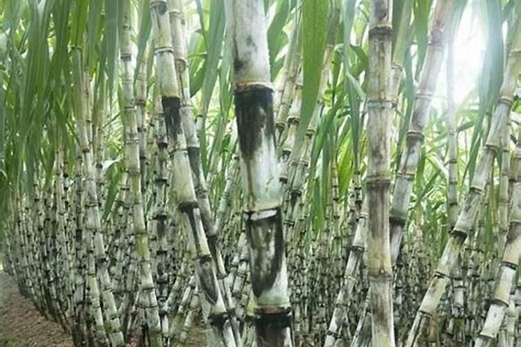 农业种植用颗粒水溶肥真的好吗？