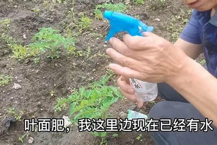 蔬菜上喷氨基酸叶面肥能吃吗