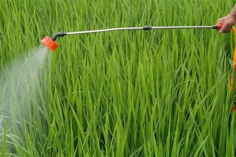 玉米一次性施肥氮磷钾怎么配合