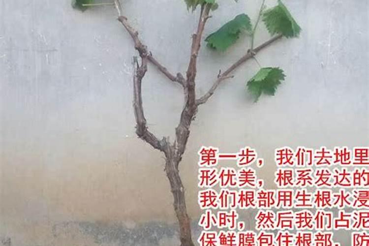 我家的葡萄树去年剪枝太厉害了,结了很少,今年想给它上点肥料,怎样...