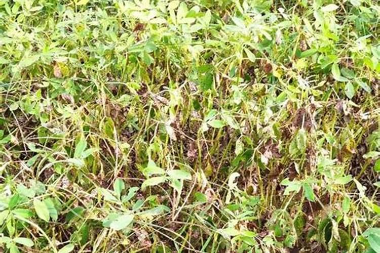氯肥是什么肥料 氯肥对植物的作用