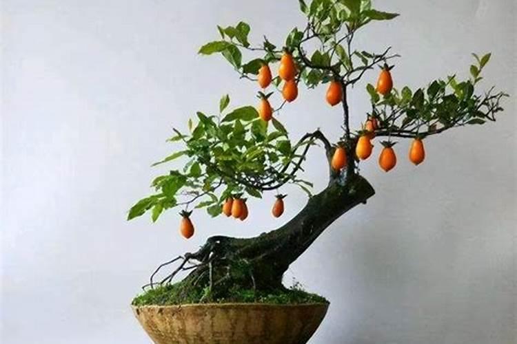 杜鹃花怎么施肥