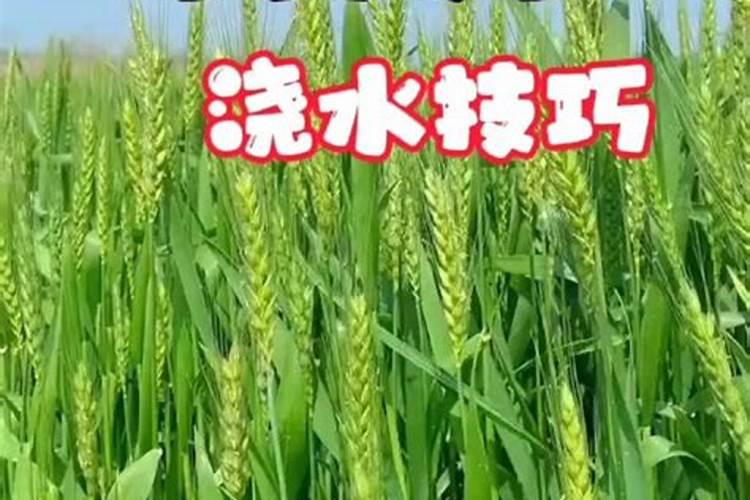 冬季过来了,浇小麦用不用施肥,施啥肥？