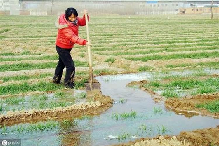 小麦追肥用什么肥料好 小麦追肥用什么类型的肥料好？