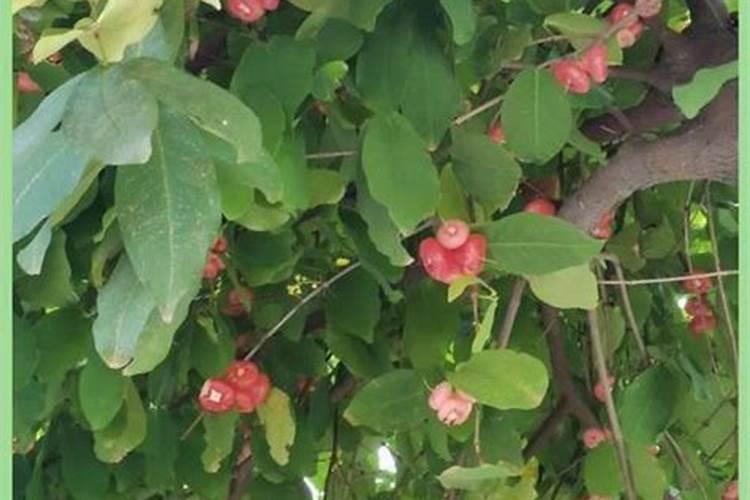 细胞分裂素在莲雾催花上使用的浓度是多少？