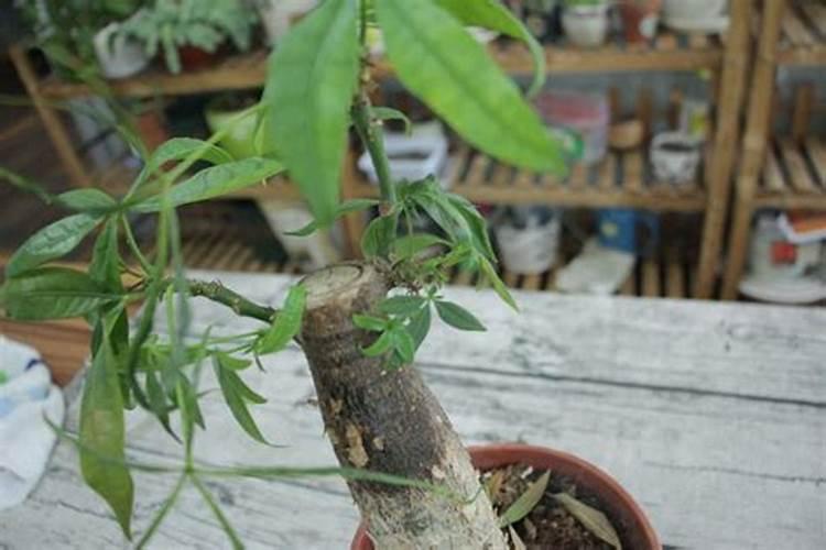 发财树施肥方法