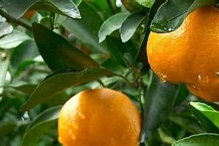 栀子花用什么肥料最好