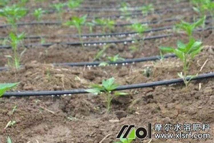 四川汉源黄果柑橘开花期可以施药吗？