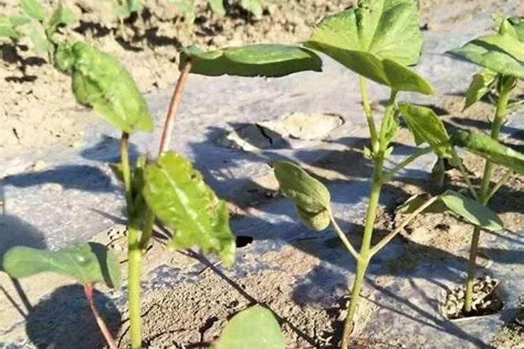 棉花怎么使用叶面肥 棉花施肥方法介绍