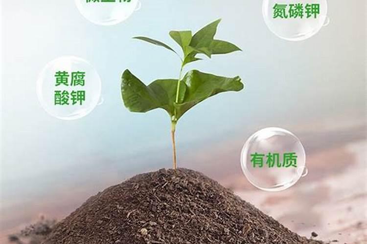 钙肥的最佳使用时期
