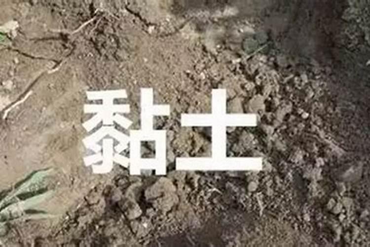 兰花如何施肥呢？