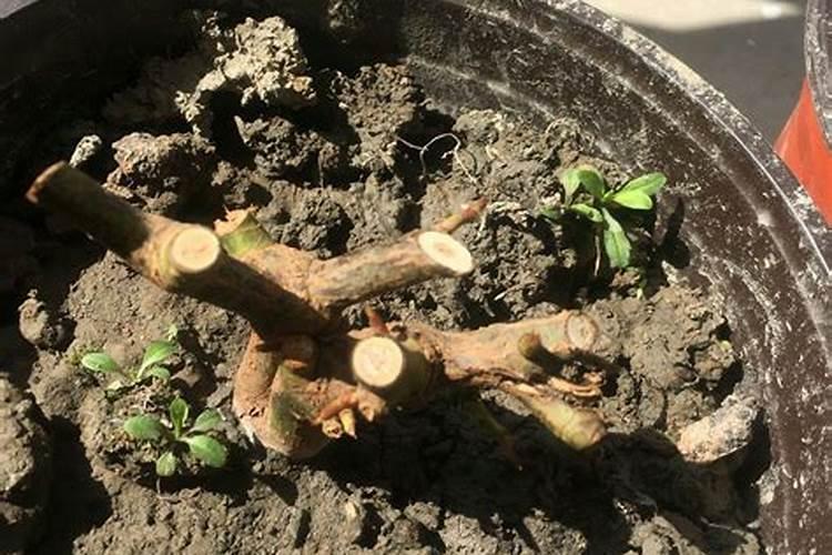 月季发芽之后需要施肥吗？多久施肥的效果最好？