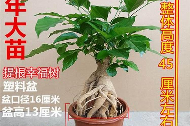 烈火杜鹃老桩出芽后一周可以施肥吗？