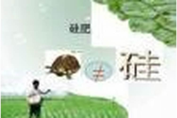 为什么农民伯伯种植水稻时需要使用硅肥？