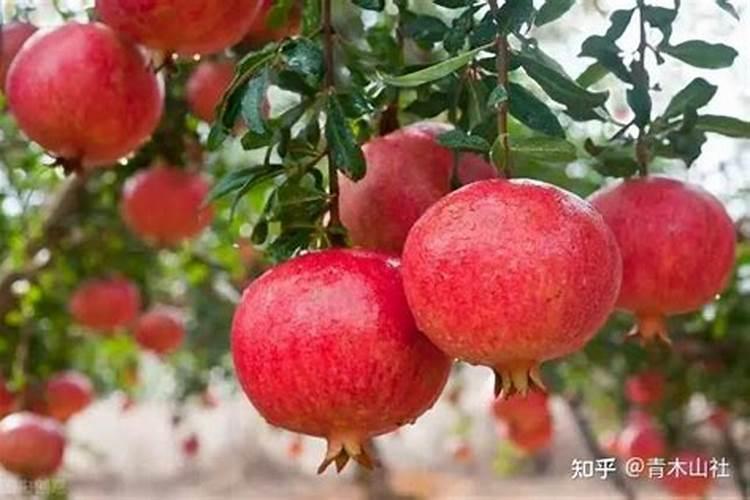 氮肥过多如何补救