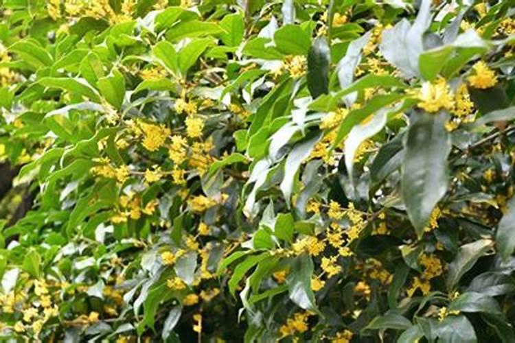 脱落的桂花叶子可以做腐土吗？