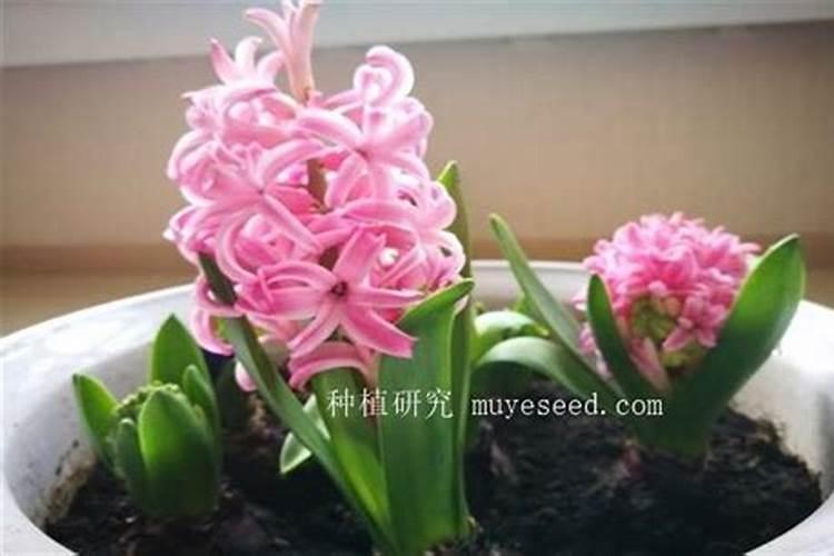养花常用的无机肥料有哪些,养花常用的无机肥料有哪些种类
