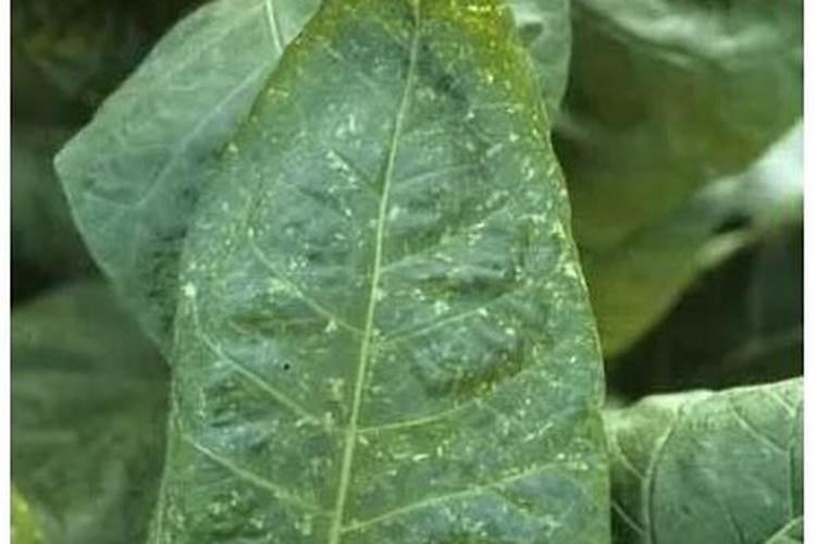 烤烟花叶病用什么药