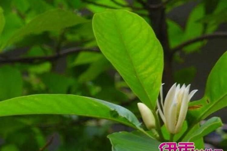 白兰用什么肥料好