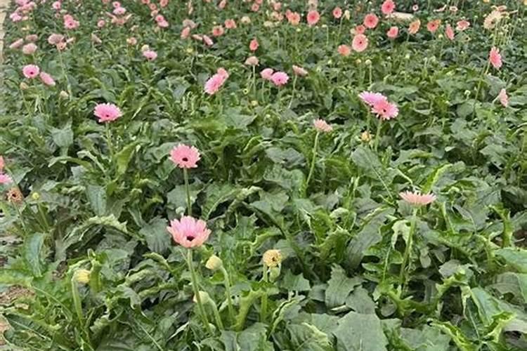 长寿花专用肥仙客来花肥