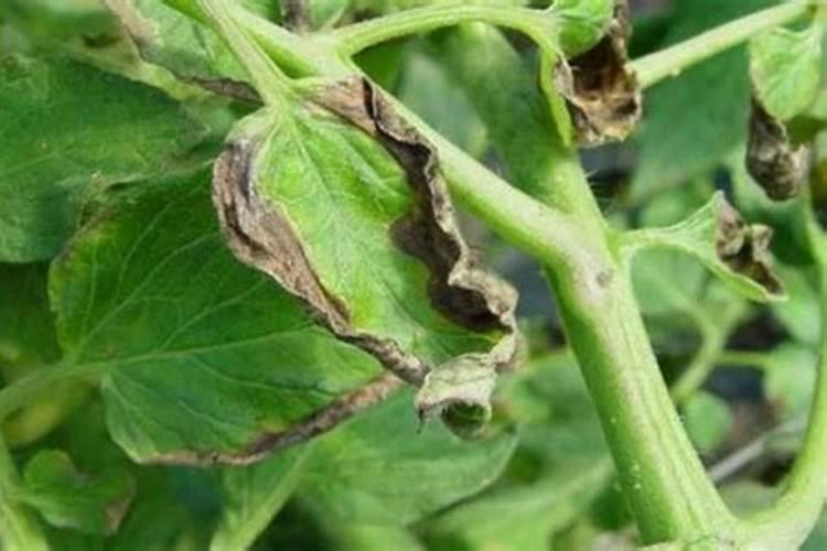 番茄落花落果怎么解决？什么原因造成的呢？
