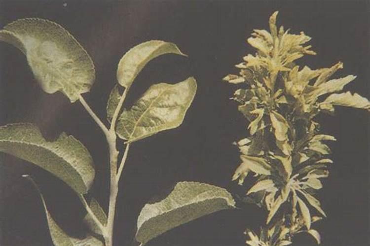 请问专家锌肥在苹果树使用含量多少？？？谢谢