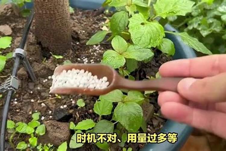 如何用复合肥养花