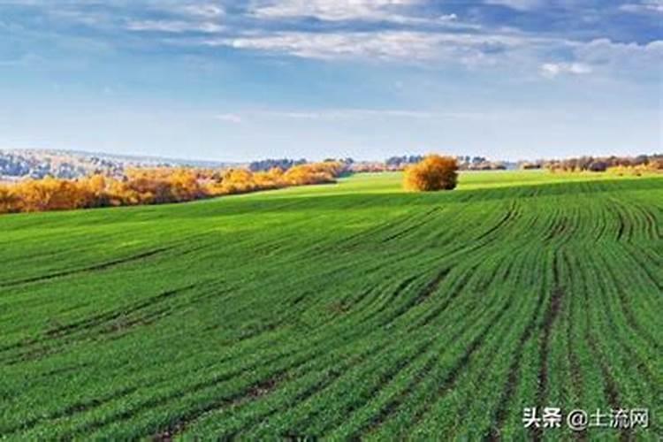 一亩水稻要放多少钾肥
