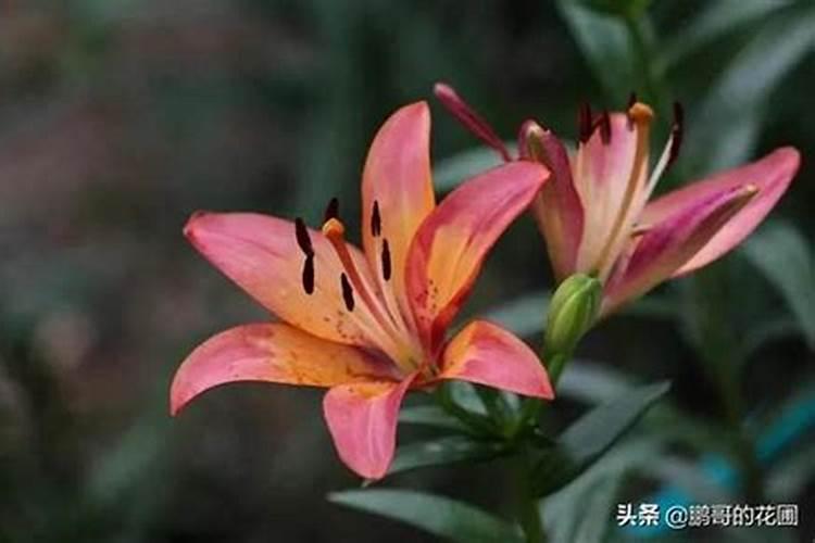 百合花怎么施肥