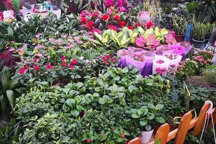 非洲菊怎么施肥？非洲菊施什么肥
